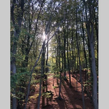 Sanddorn Breege- Zwischen Bodden &