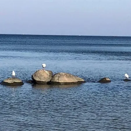 Sanddorn Breege- Zwischen Bodden & *