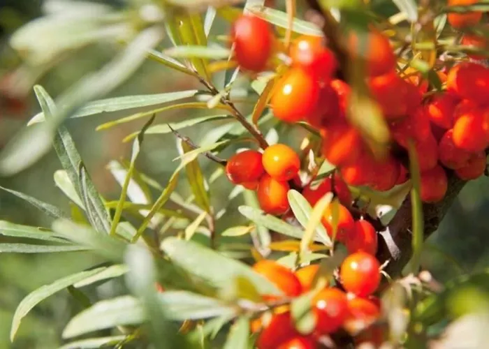 Sanddorn Breege- Zwischen Bodden & Casa de Férias Breege
